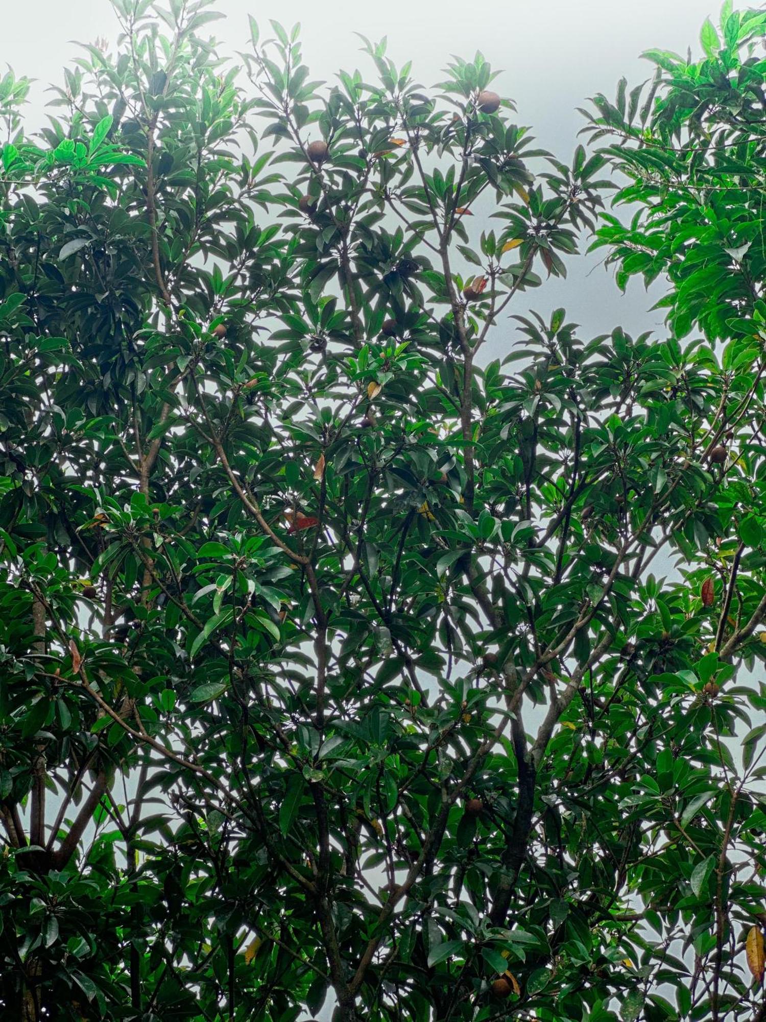 Janiro Tea Trees Villas Vithiri Kültér fotó