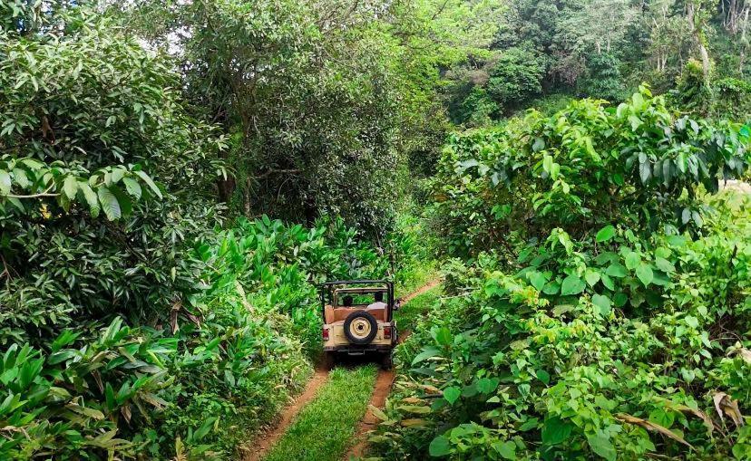 Janiro Tea Trees Villas Vithiri Kültér fotó