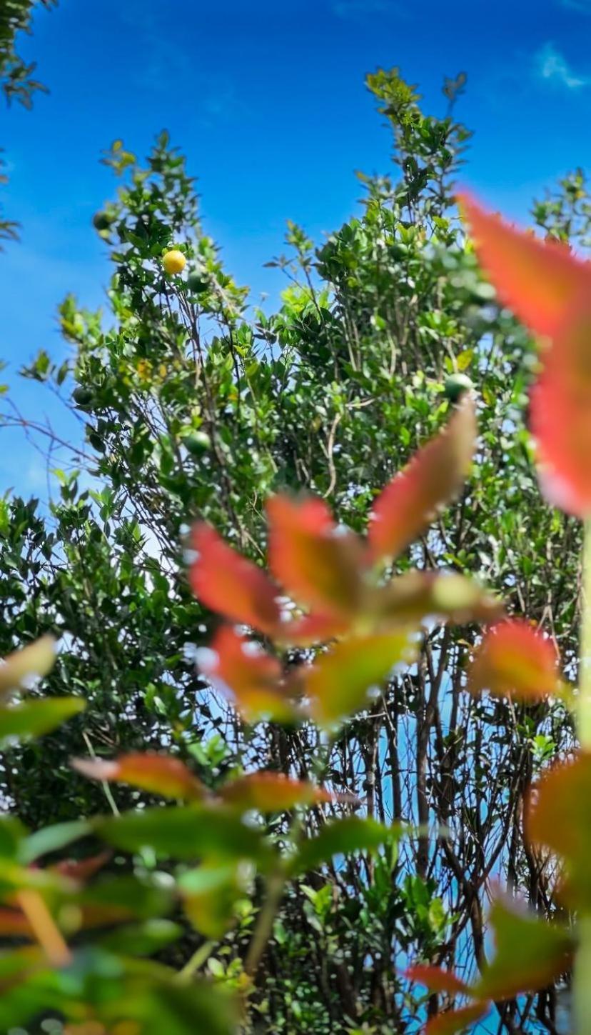 Janiro Tea Trees Villas Vithiri Kültér fotó