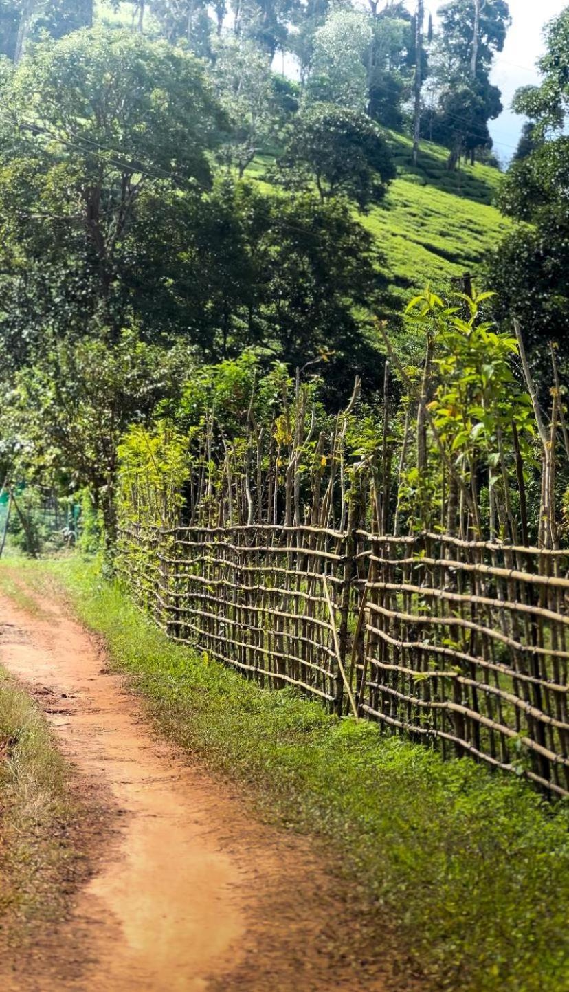 Janiro Tea Trees Villas Vithiri Kültér fotó