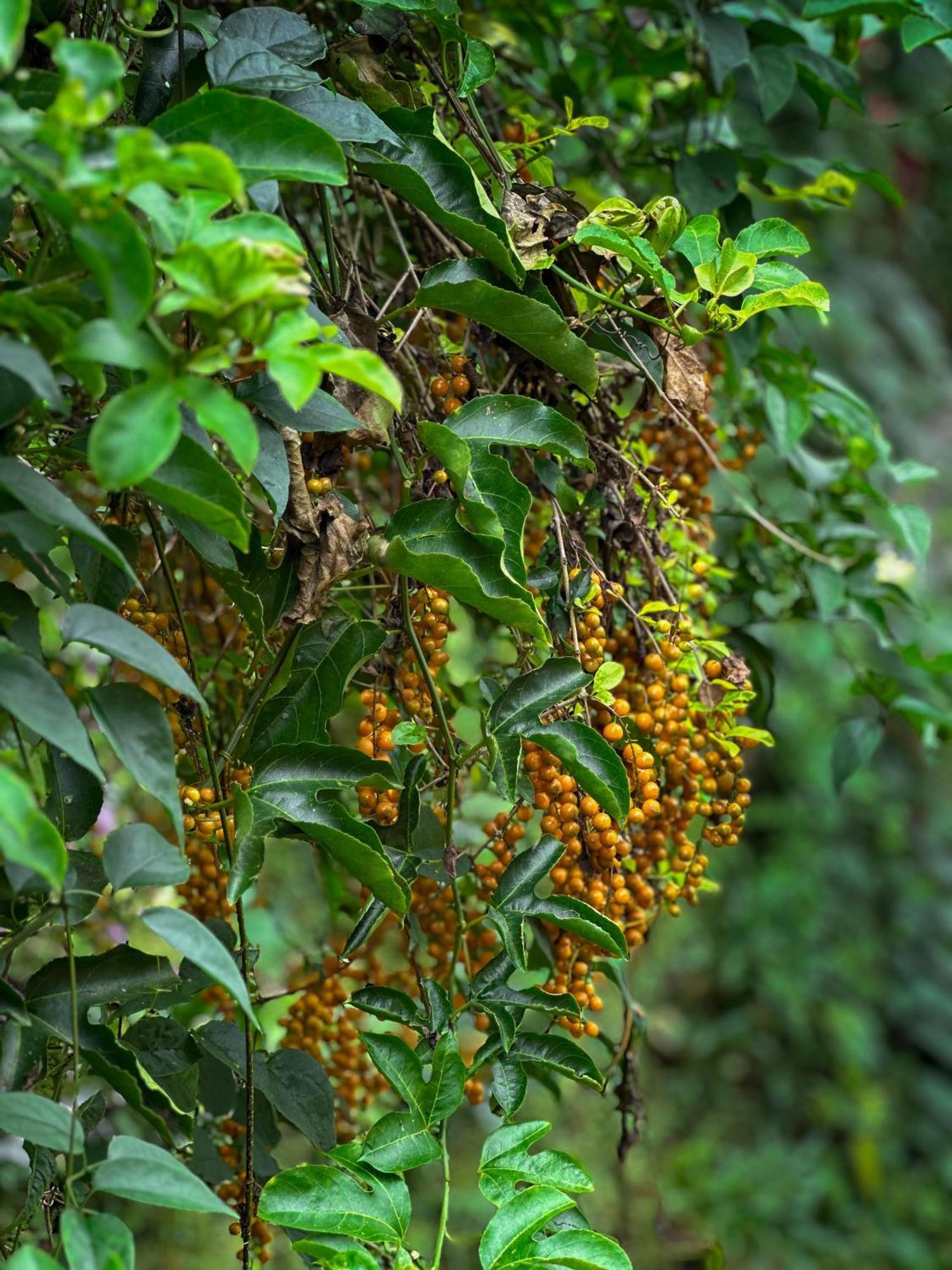 Janiro Tea Trees Villas Vithiri Kültér fotó