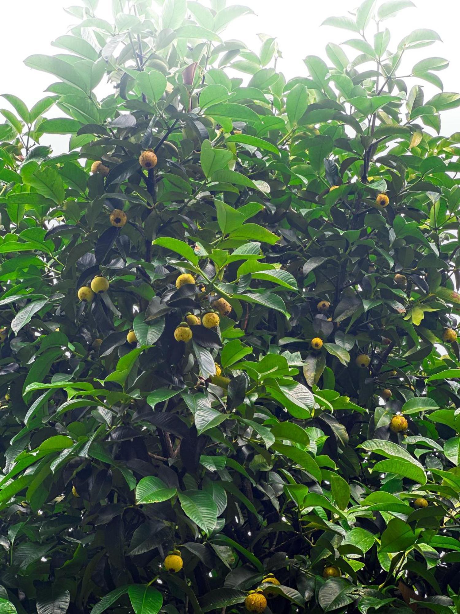 Janiro Tea Trees Villas Vithiri Kültér fotó