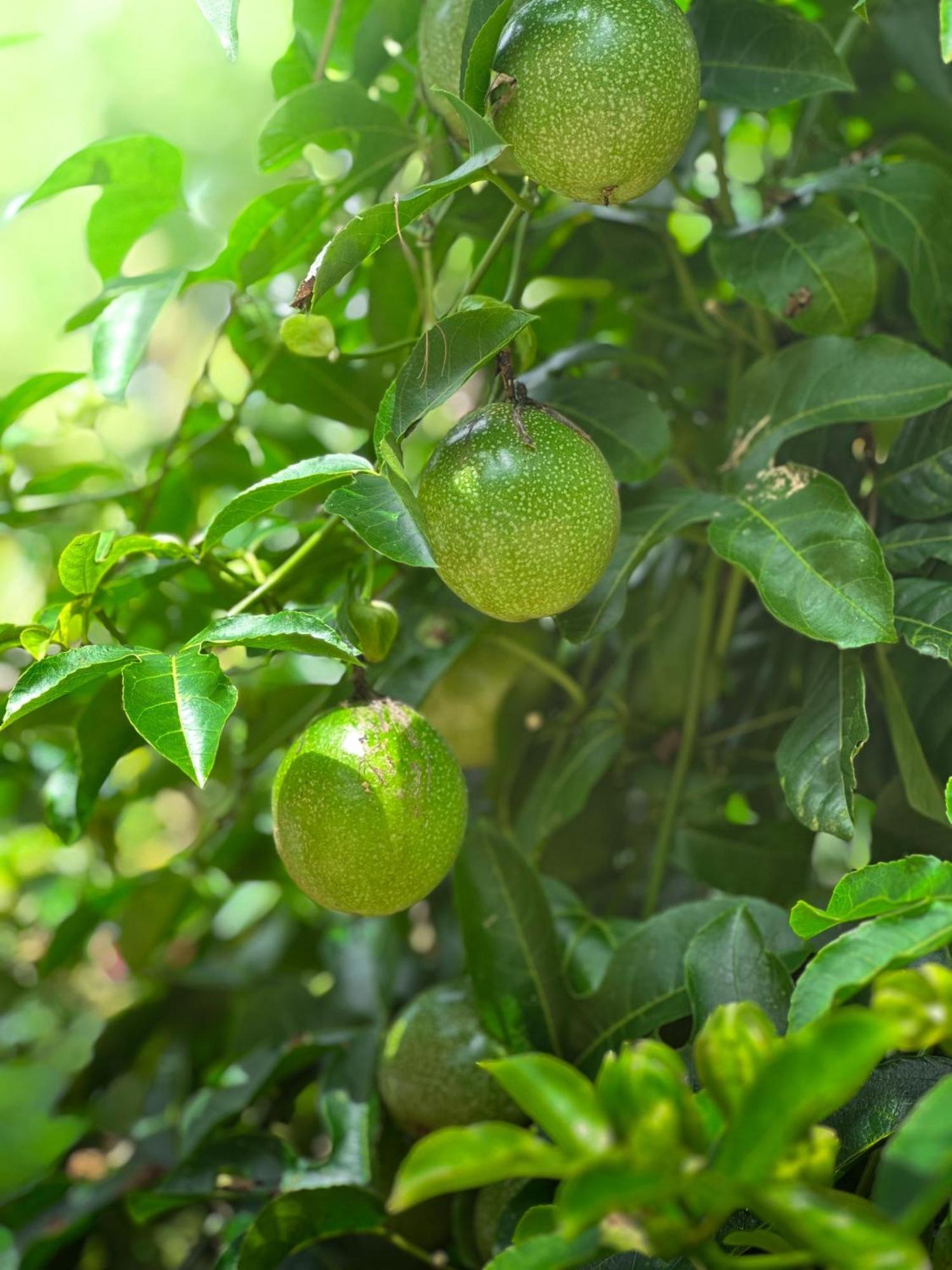 Janiro Tea Trees Villas Vithiri Kültér fotó